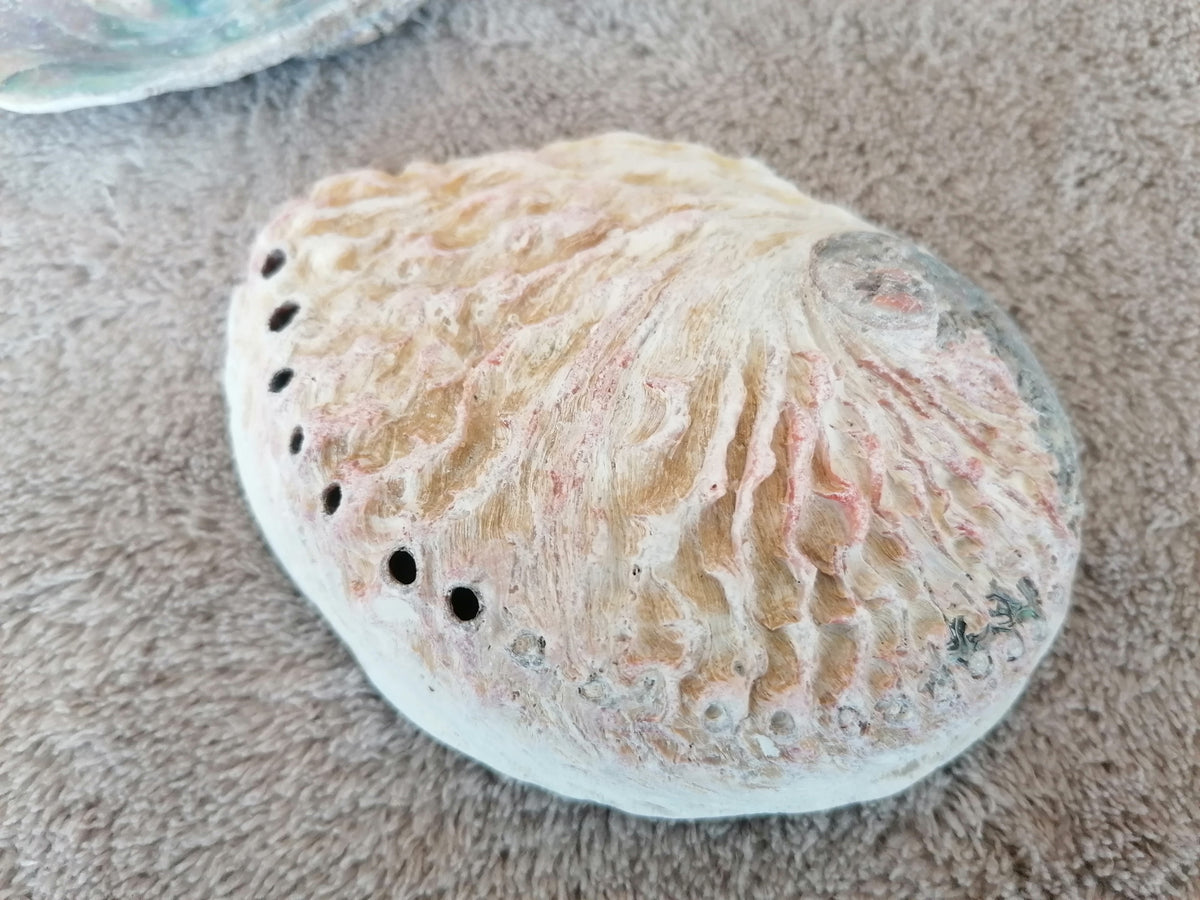 Coquille d'Ormeau Aux Pierres Sacrées